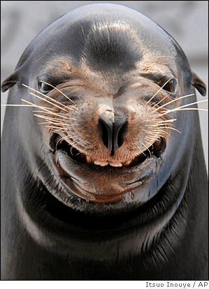 слепи тюленя. конкурс 