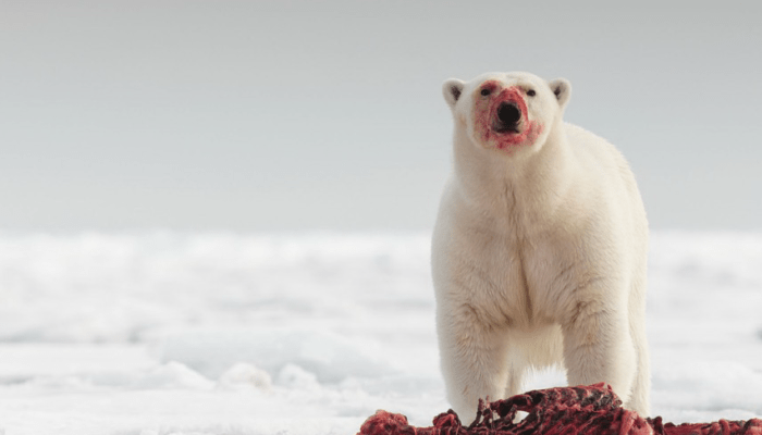 работа гид Шпицберген