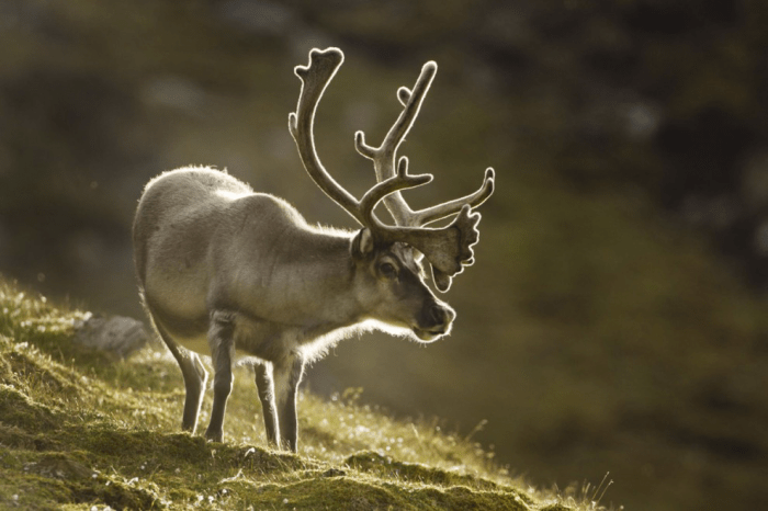 остров Шпицберген