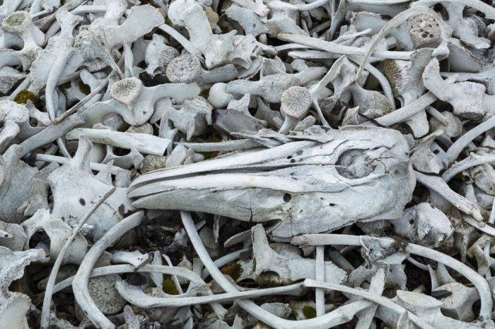 Берег залива Белльсунн