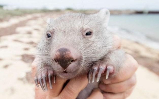 вакансия обниматель вомбато