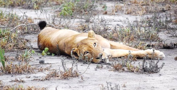 paola.bouley best job ever vacinart