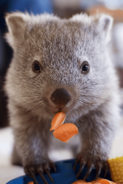 vacinartmsk Вакансия обнимателя вомбата в Австралии закрыта