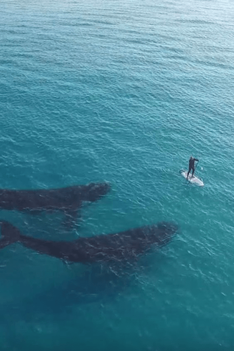 vacinartmsk vacansia pririoda zaschita jivotnyx