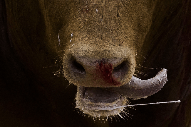 vacinart photokonkurs