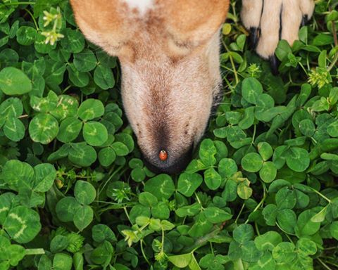 vacinart-rabota-is-doma