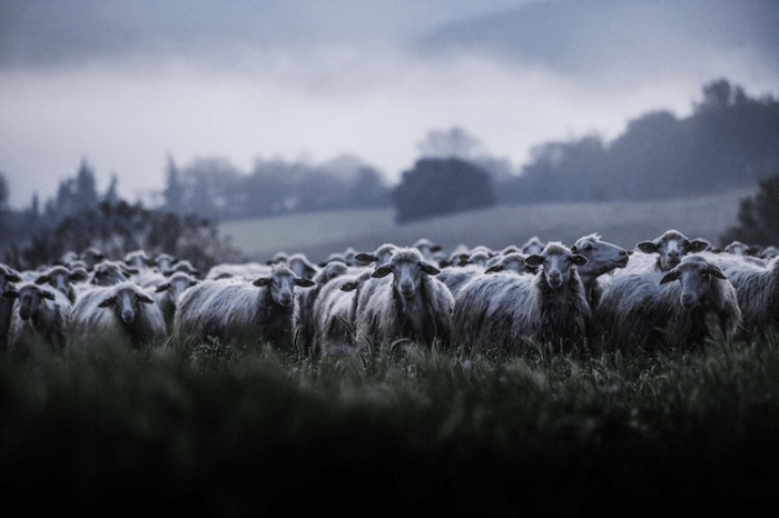 vacinart-photo-rabota-mechty-2