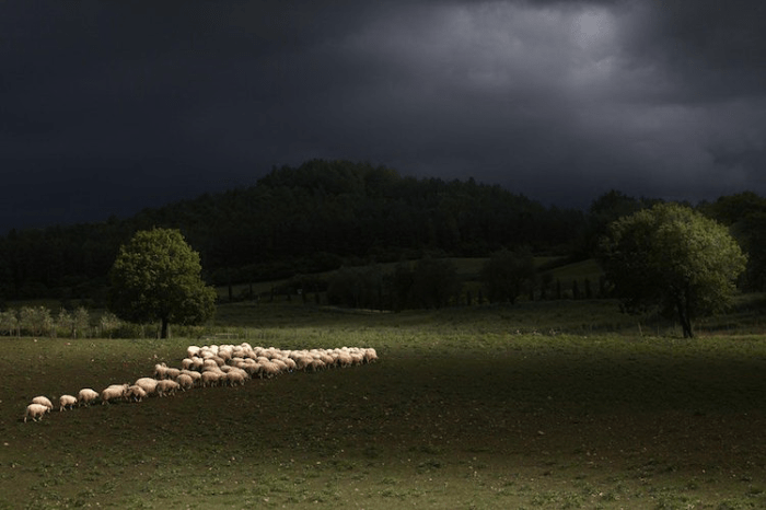 vacinart-photo-rabota-mechty-8