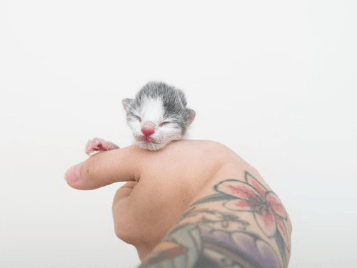 vacinartmsk Hanna Kitten Lady