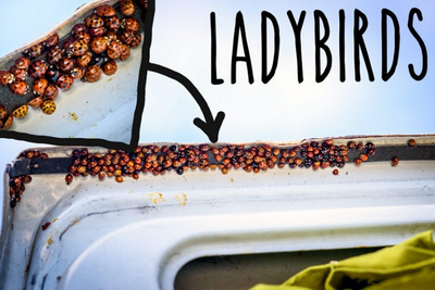 diy-campervan-living-in-van-uk-ladybirds-768x512_resize