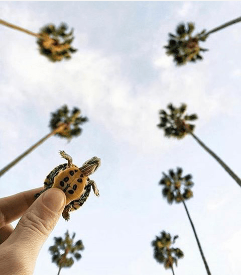 vacinart rabota organizator puteshestviy