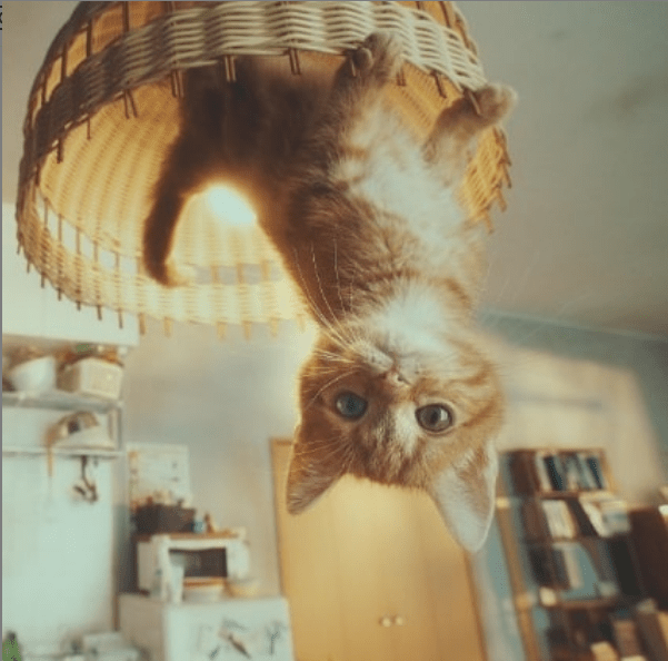 vacinart art konkurs i kannskie lvy vo francii