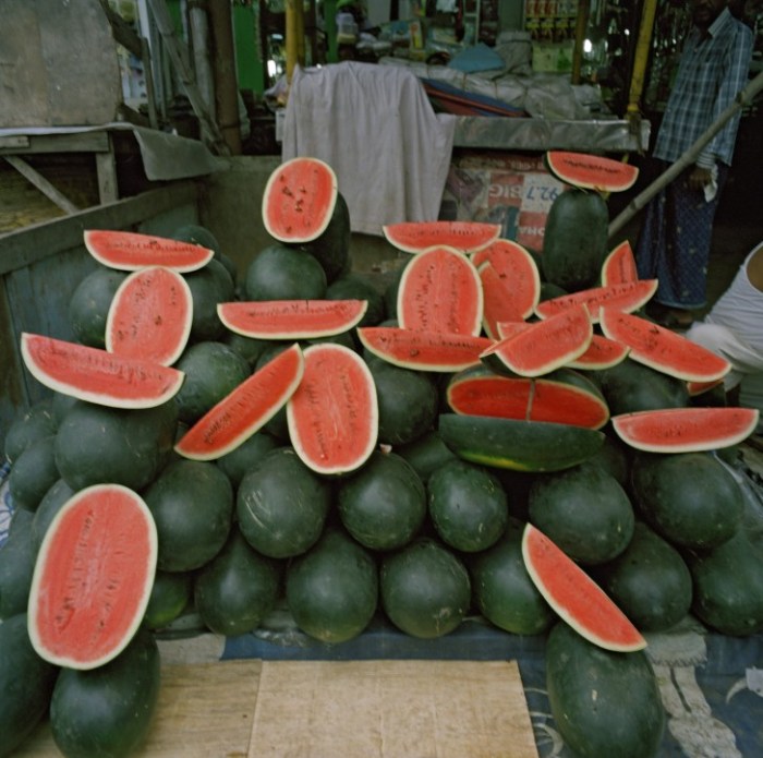 vacinart grant photographu