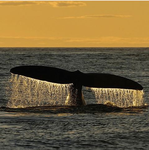 vacinart volonterom na mayak v shotlansiyu