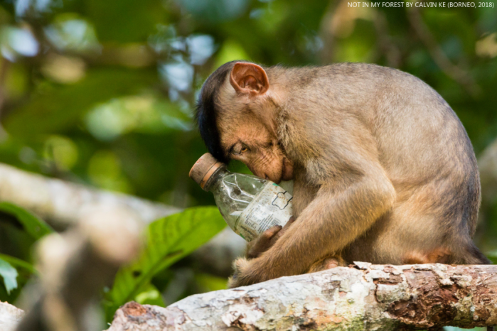vacinart photokonkurs ekologiya