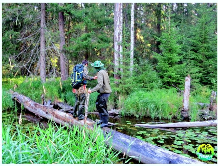 vacinart volonter v lesu kareliya