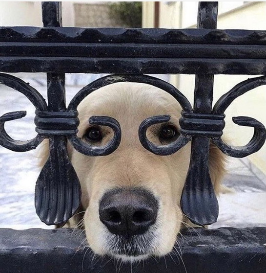 vacinart rabota v priyute dlya zhivotnyh