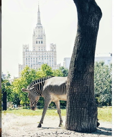 vacinart photkonkurs