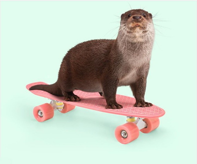 vacinart konkurs idey