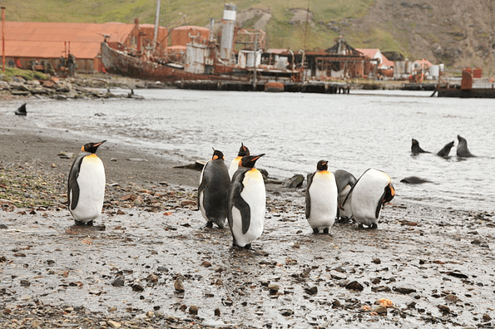 vacinart art proect pro kitov