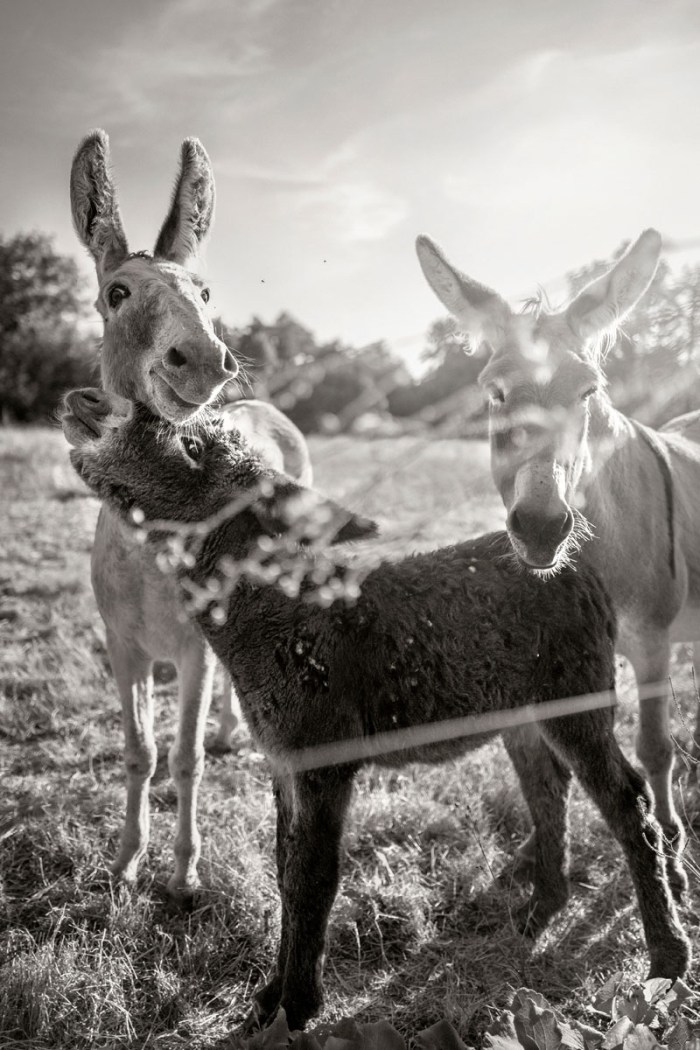 vacinart premiya photo 2020