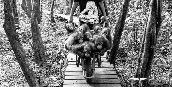 vacinart premiya nadezhdy