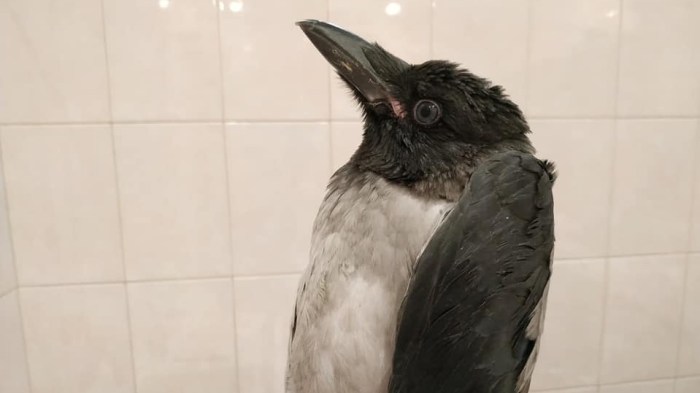 vacinart volonter za gorodom