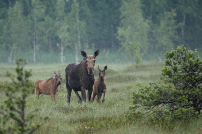 vacinart rabota v zapovednike v rossii oplata zhiliya