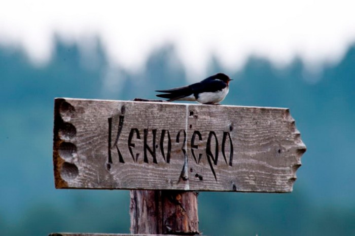 vacinart rabota v derevne s turistami leto 2021