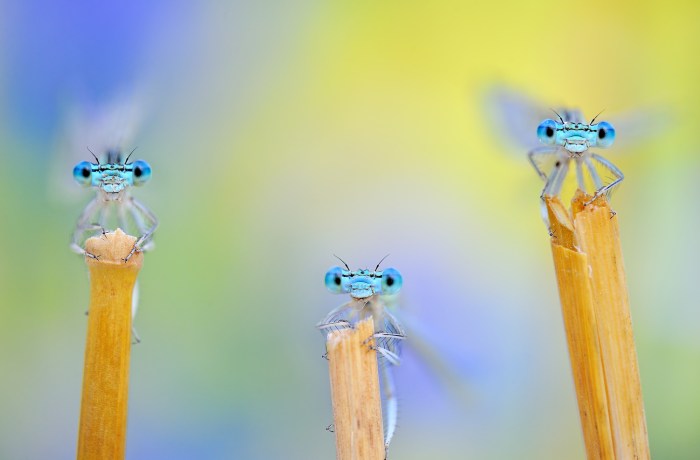 vacinart photokonkurs 2021_ priroda 