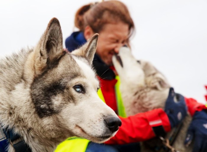 vacinart rabota v arktike