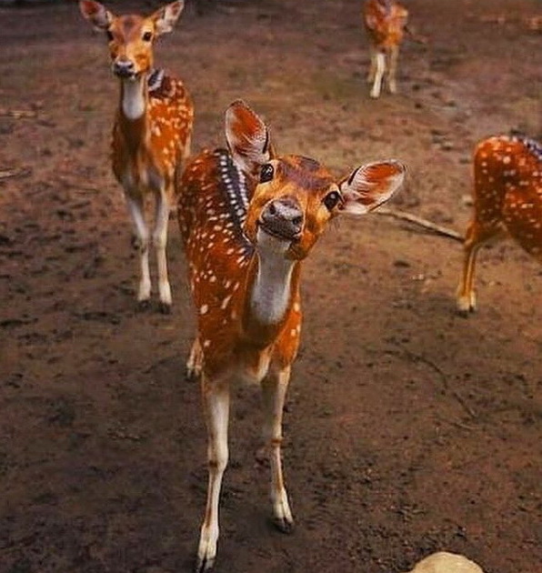 vacinart rabota is doma bez opyta avtor zhurnalist smm