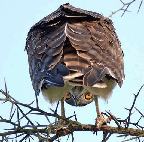 volonter berdvotcher photograph lubitel dagestan