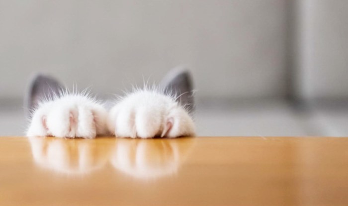 vacinart rabota v moskve s kotami