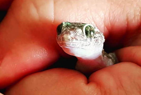 vacinart volonterom v greciyu 2022