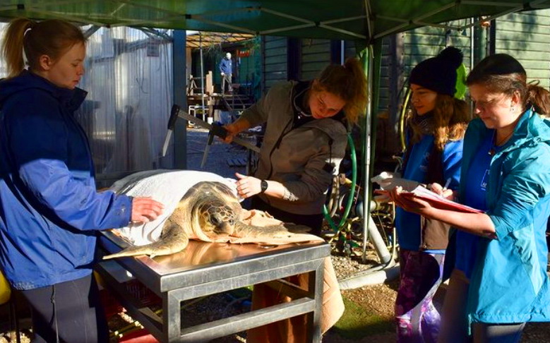 vacinart volonterom v greciyu 2022