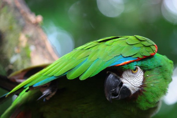 rabota v djunglyah bolivii vacinart volonter