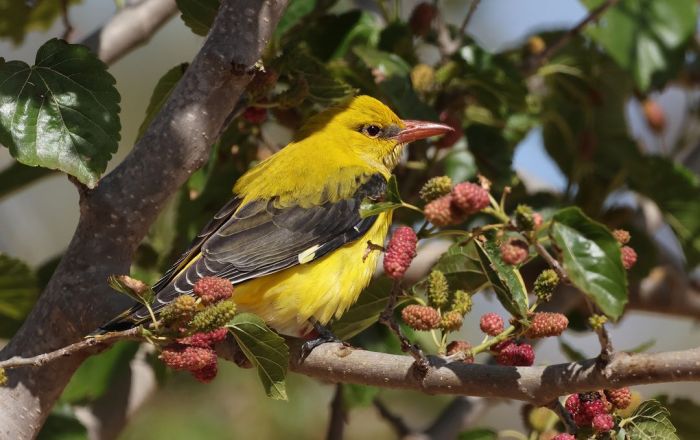 vacinart volonter malta 2024 2025