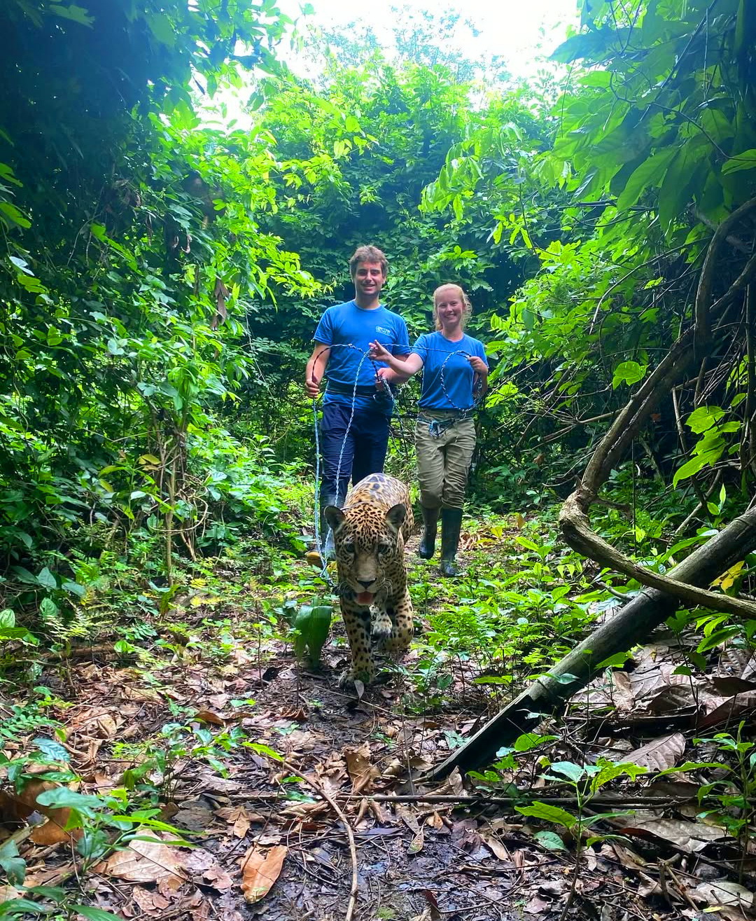 vacinart rabota jungli 2025 dikie zivotniye