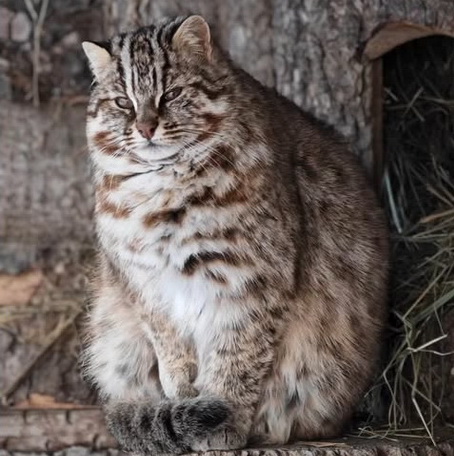 rabota v parke s koskami na dalnem vostoke vacinartmsk (2)